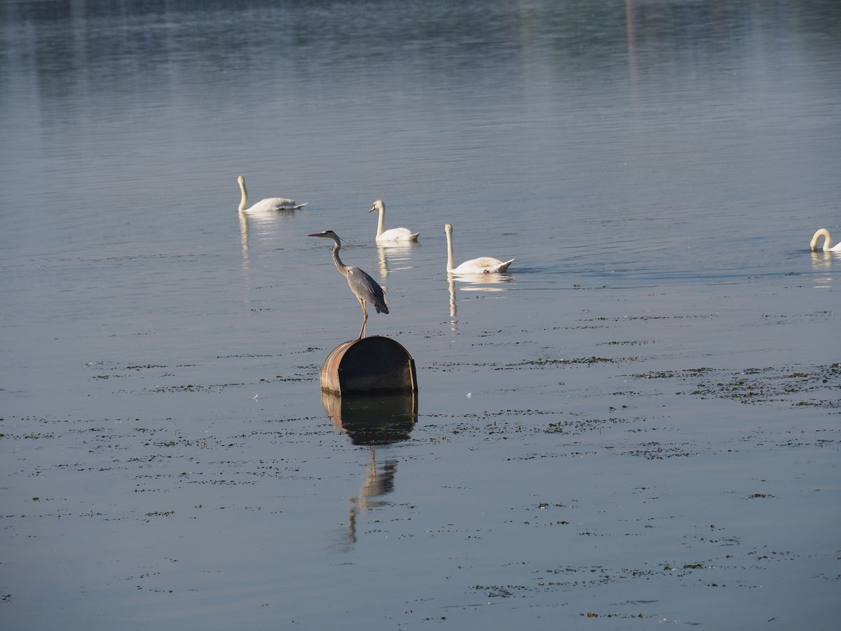Danube-heron-J14_1200.jpg
