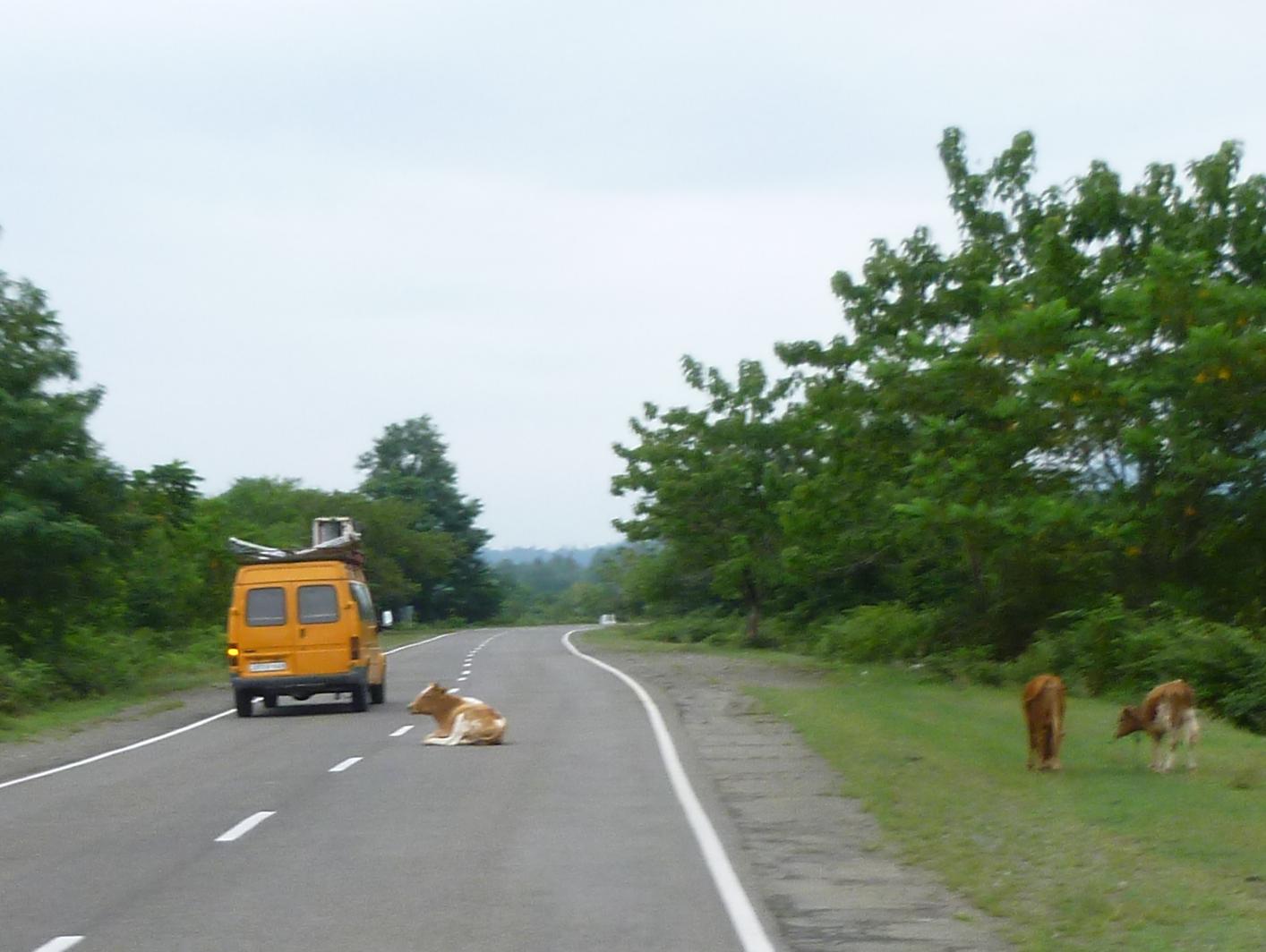 Georgie-J42-sieste-vache.JPG