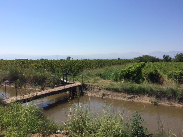 Turquie-J31-vignes.jpg