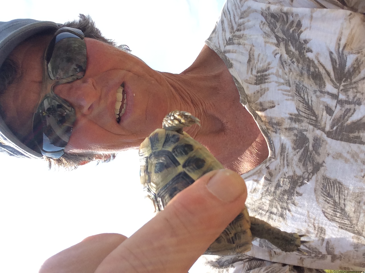 grece-tortue.JPG